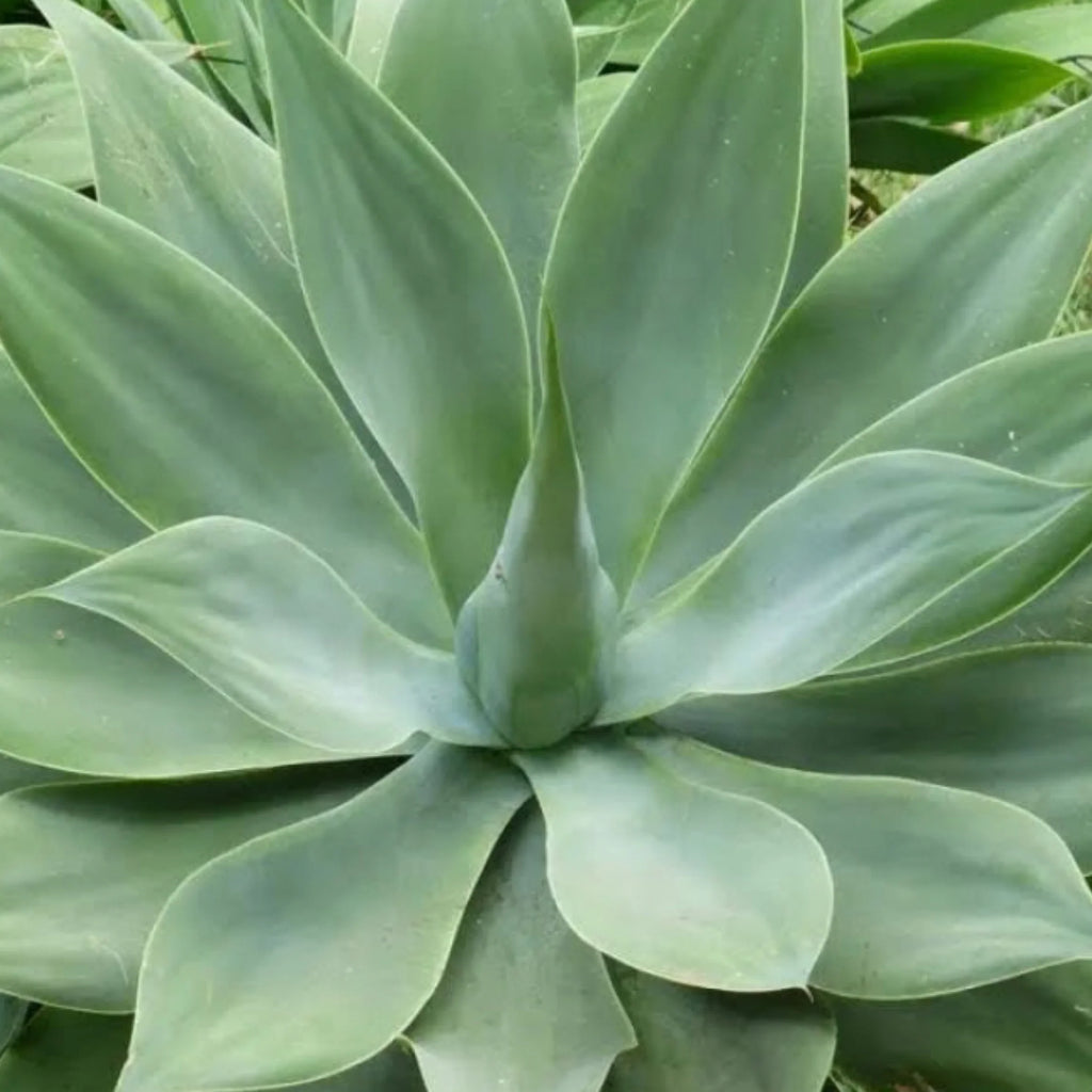Agave attenuata | Foxtail Agave