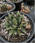 Agave Victoria Reginae