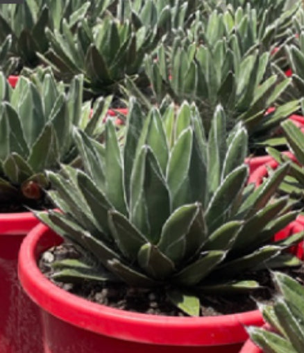 Agave Victoria-reginae