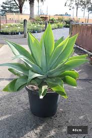 Agave attenuata | Foxtail Agave