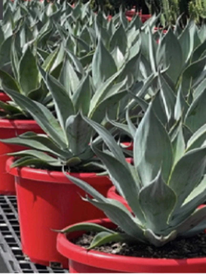Agave "Blue Flame"