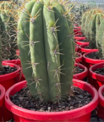 Echinopsis terscheckii