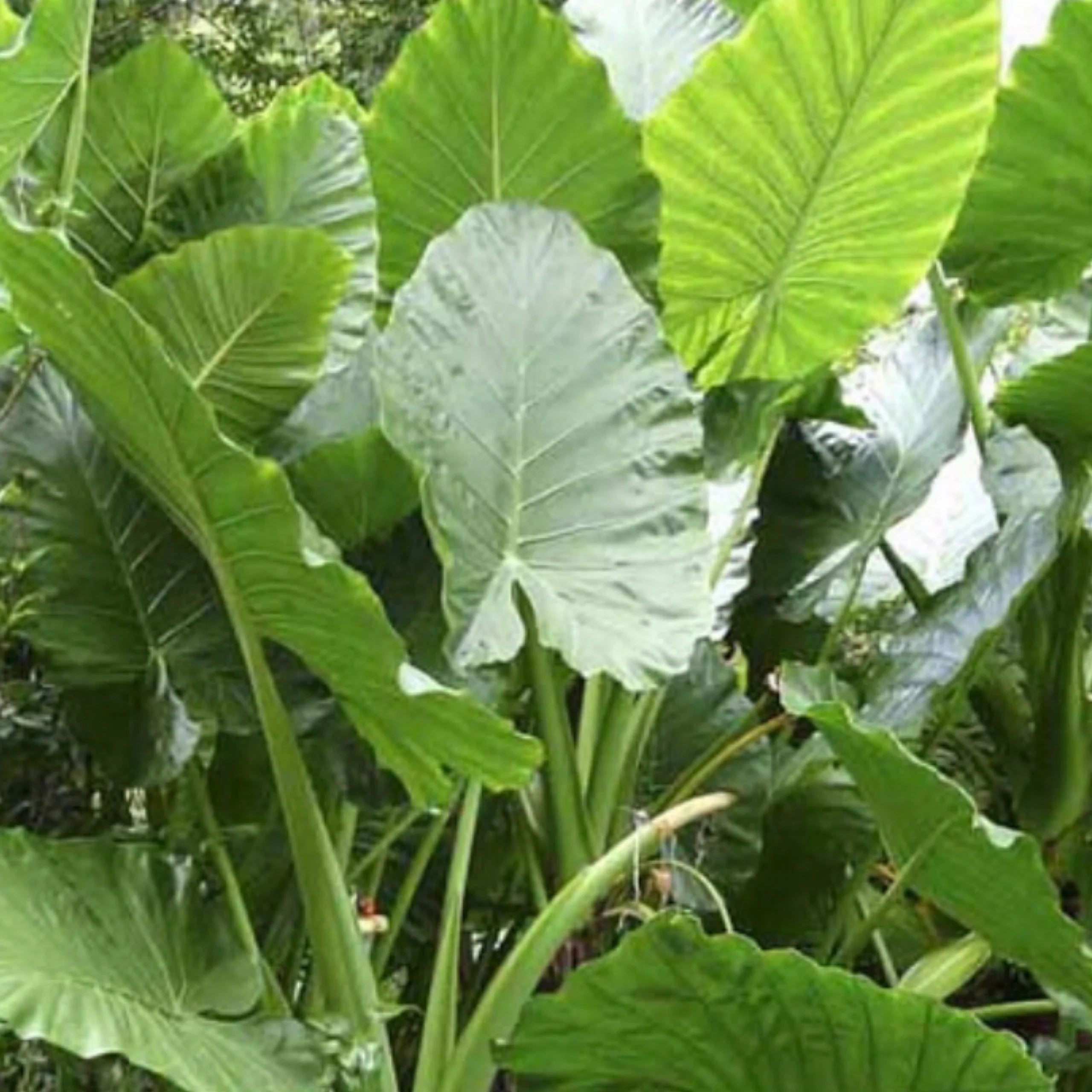 Elephant Ear | Alocasia Macrorrhizos
