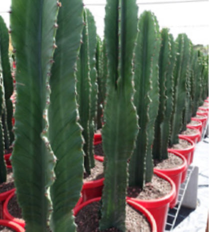 Euphorbia ingens