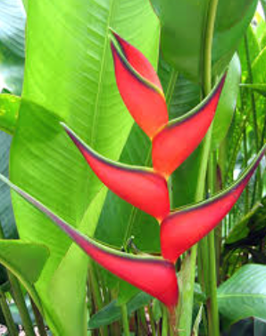 Heliconia Firebird 200mm