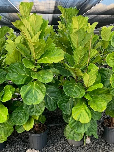 Fiddle Leaf Fig - Ficus lyrata