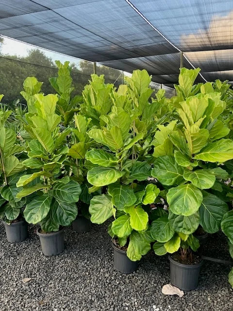Fiddle Leaf Fig - Ficus lyrata