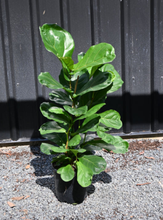 Fiddle Leaf Fig - Ficus lyrata