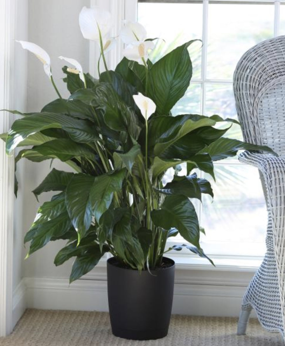 Giant Peace Lily | Spathiphyllum ‘Sensation’