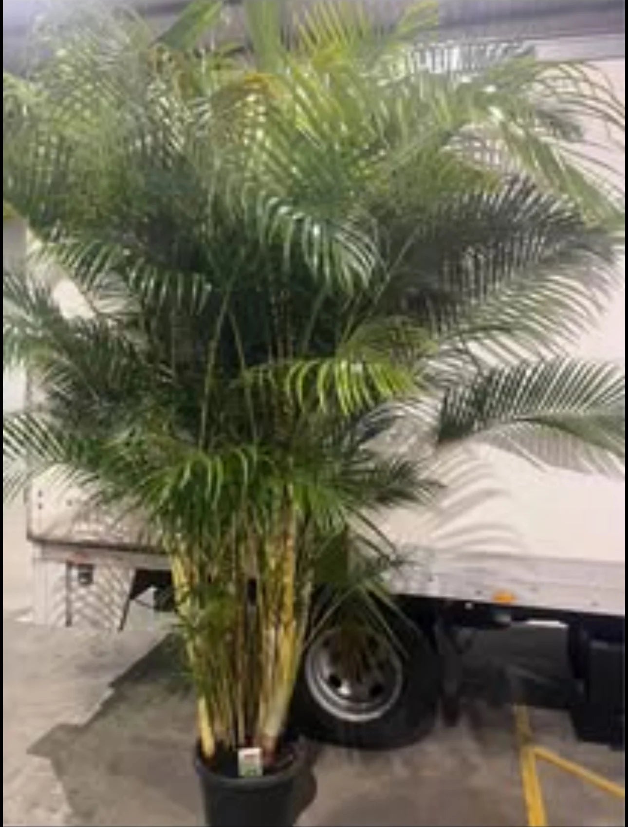 Golden Cane Palm | Dypsis Lutescens