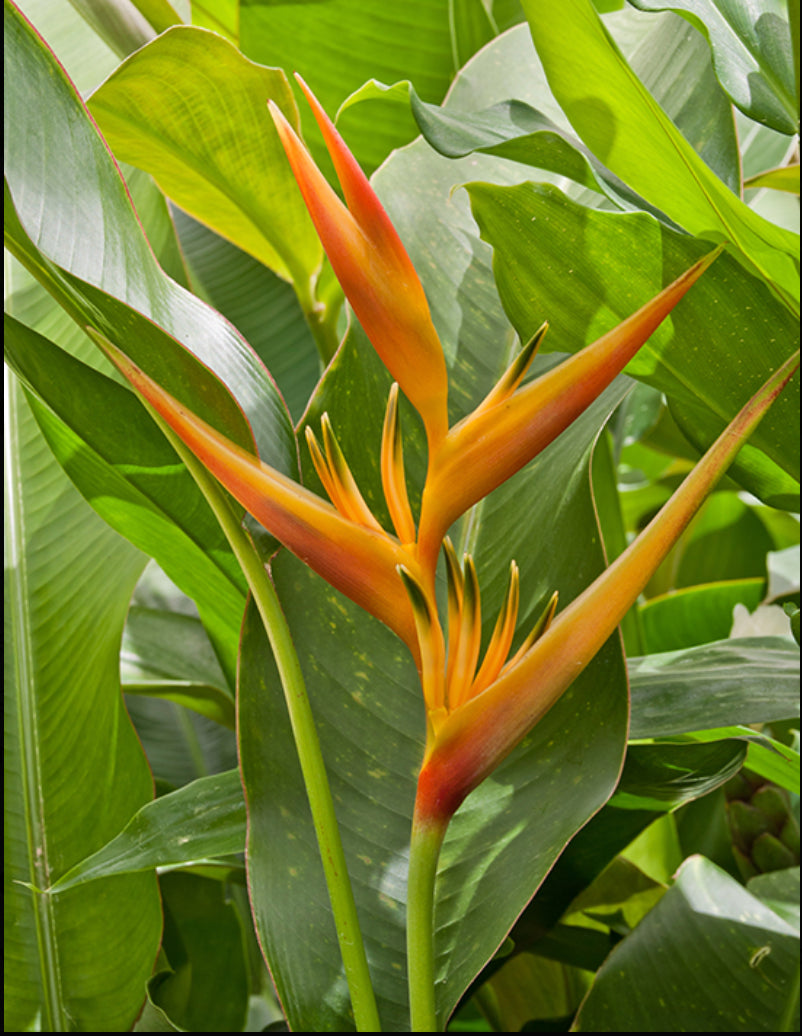 Heliconia Alan Carle