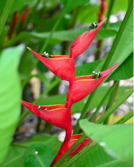 Heliconia Bucky
