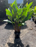 Heliconia Chocolate Dancer