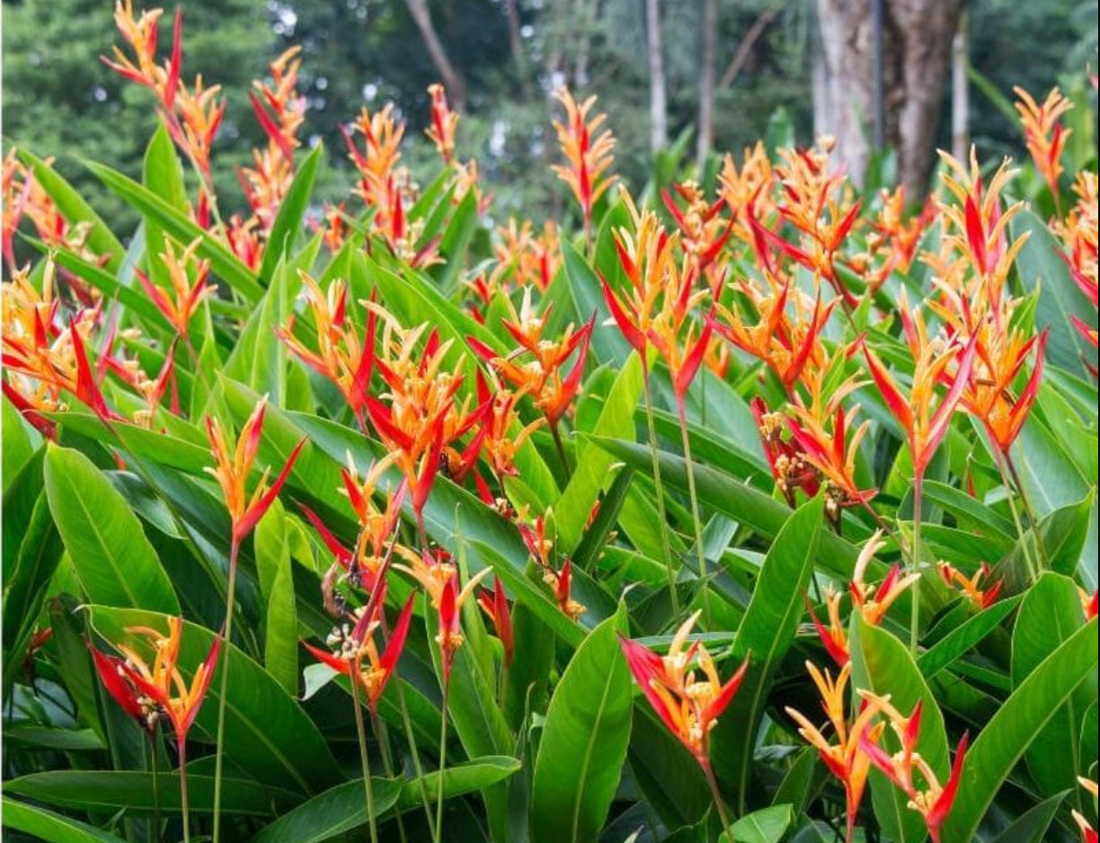 Heliconia Flame