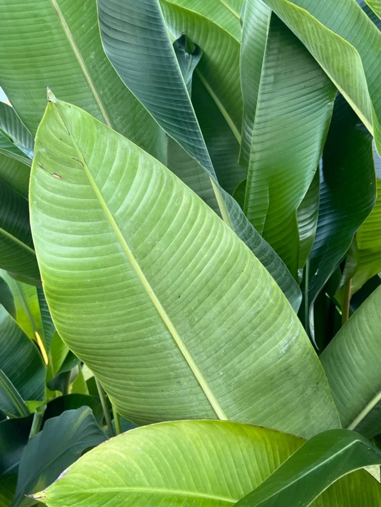 Heliconia Hot Rio Nights