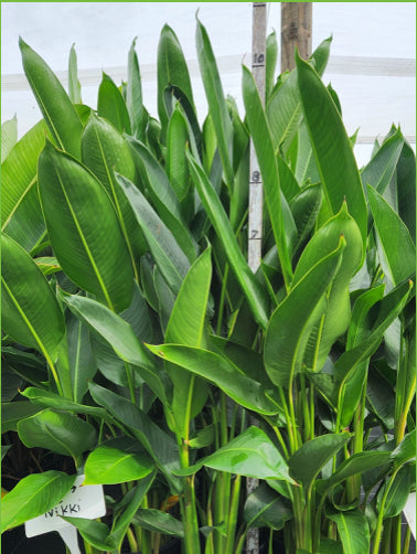 Heliconia Nickeriensis (Nicky)