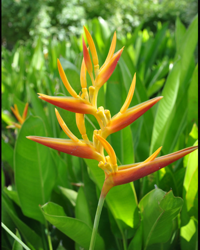 Heliconia Nickeriensis (Nicky)