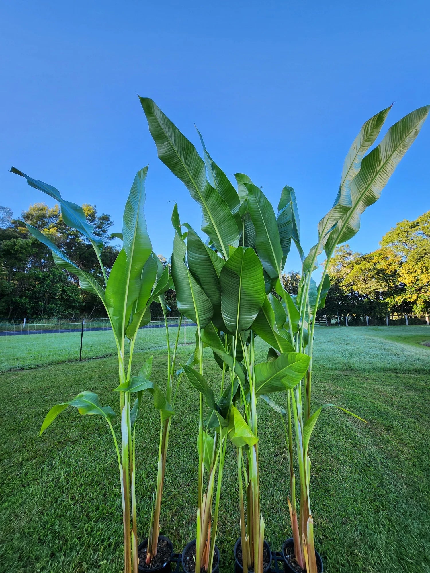 Heliconia Richmond Red