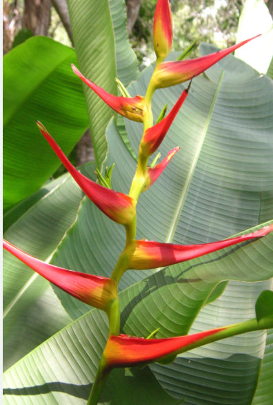 Heliconia Road Runner