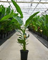 Heliconia Yellow Dancer