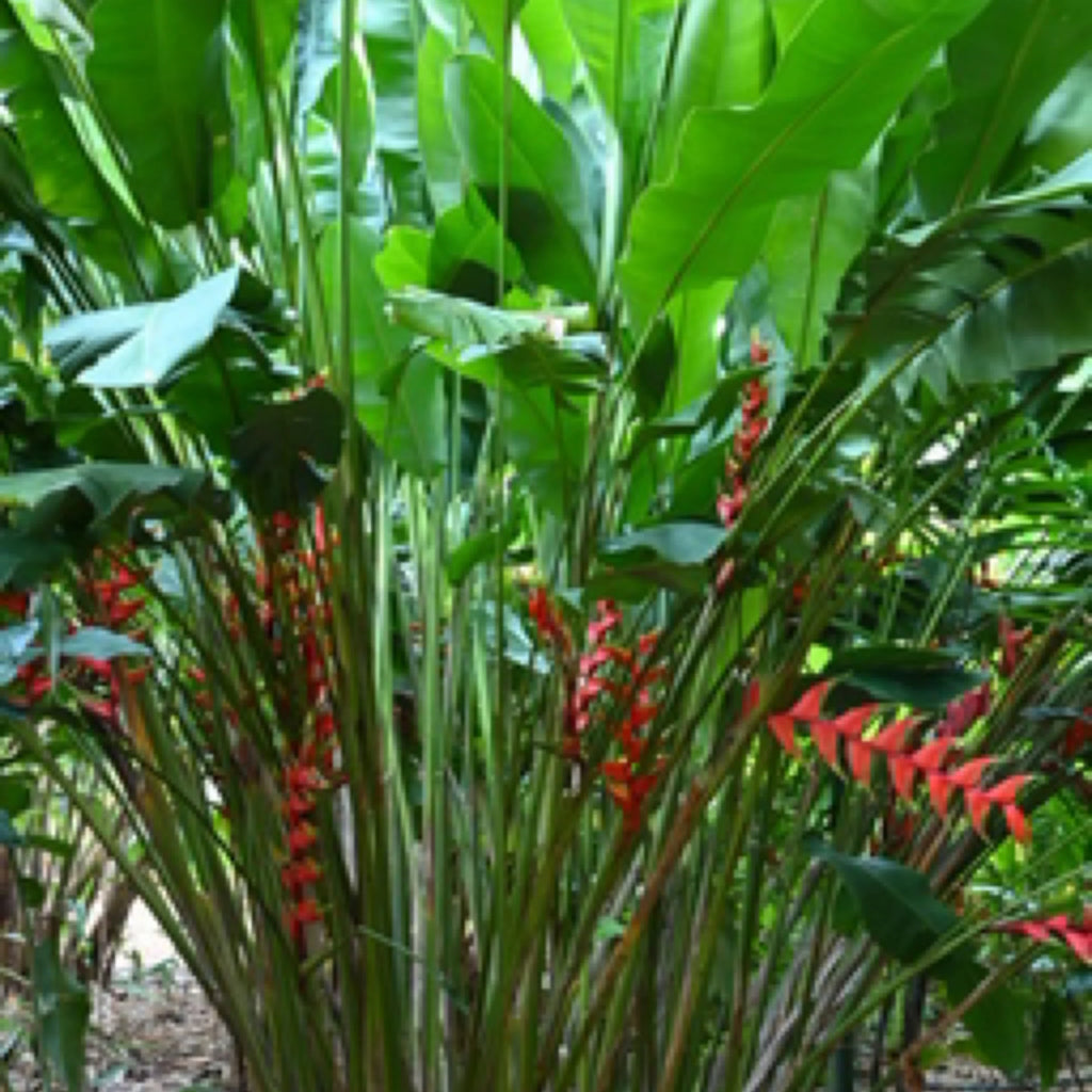 Heliconia Hong Kong Claw