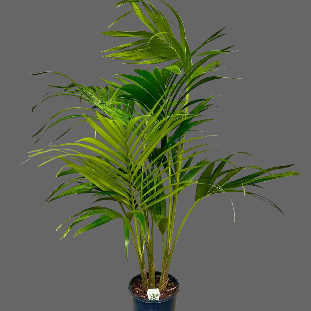 Kentia Palm | Howea forsteriana