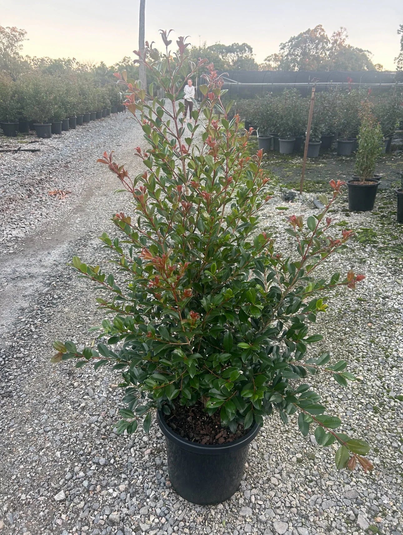 Lilly Pilly | Syzygium Australe Resilience