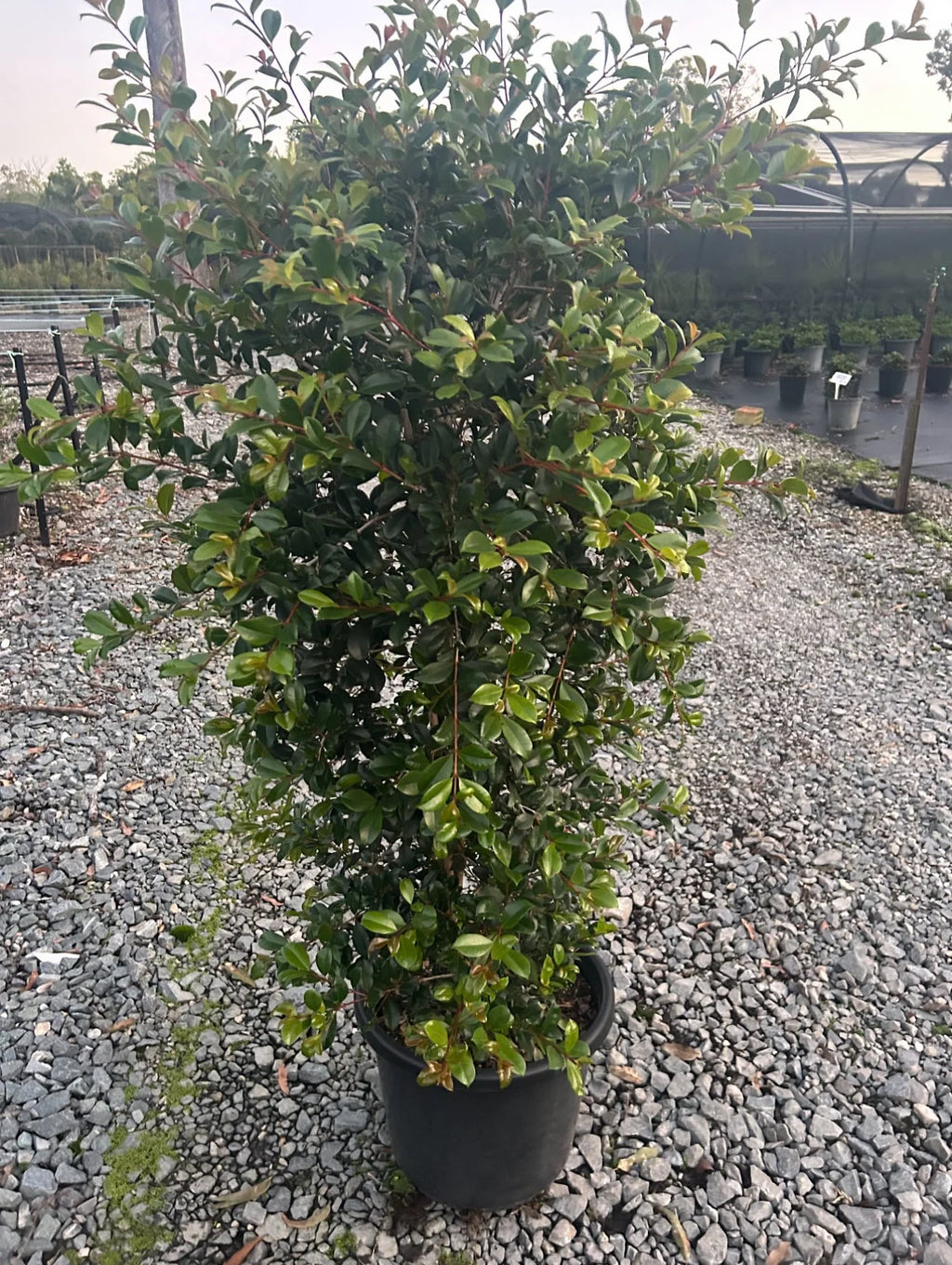 Lilly Pilly | Syzygium Australe Resilience