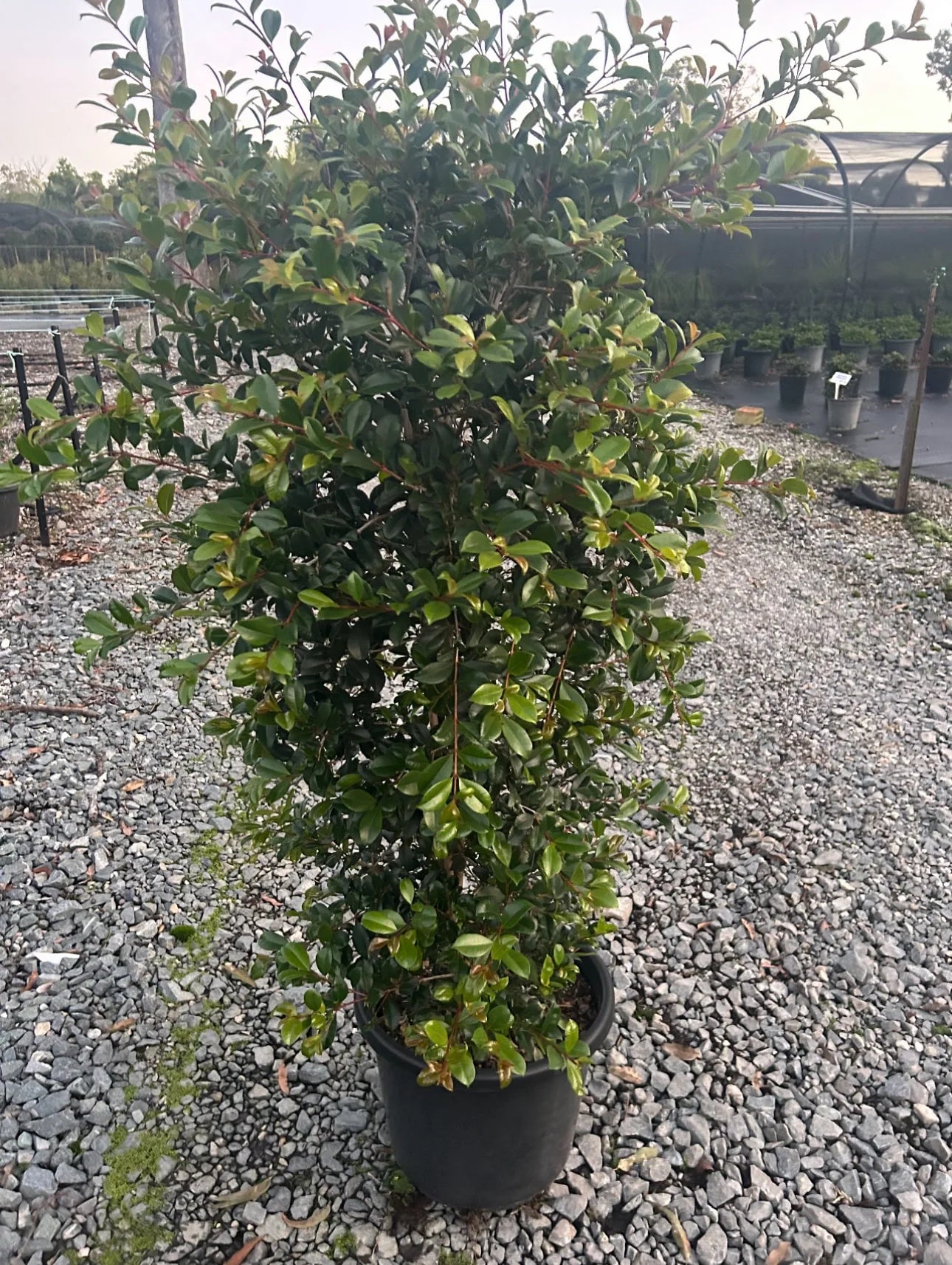 Lilly Pilly | Syzygium Australe Resilience