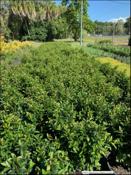 Lilly Pilly | Syzygium australe Baby Boomer