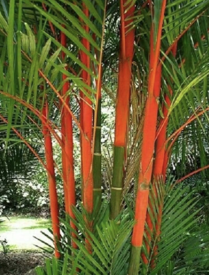 Lipstick Palm | Cyrtostachys renda