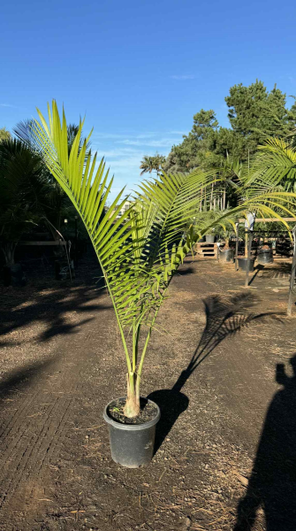 Majestic Palm | Ravenea rivularis