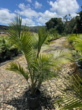 Majestic Palm | Ravenea rivularis