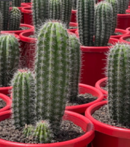 Pachycereus pringlei