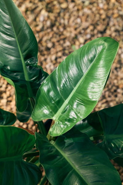 Philodendron Imperial Green