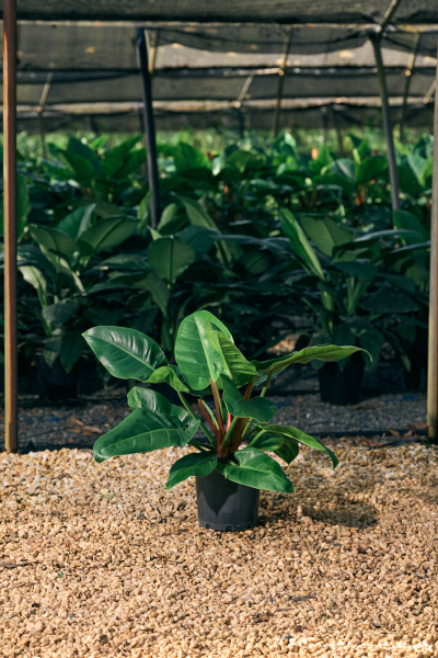 Philodendron Imperial Green
