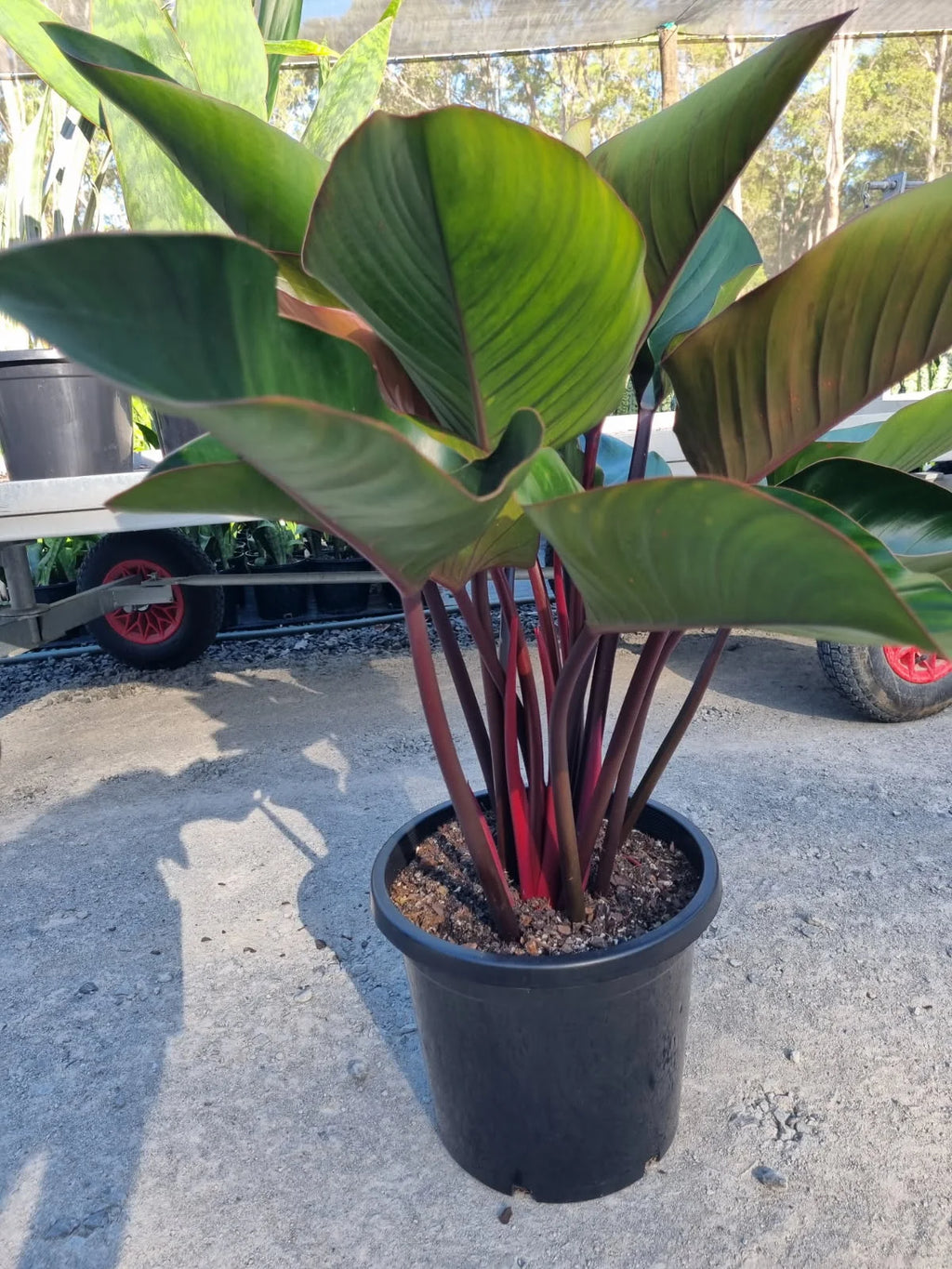 Philodendron Rojo Congo