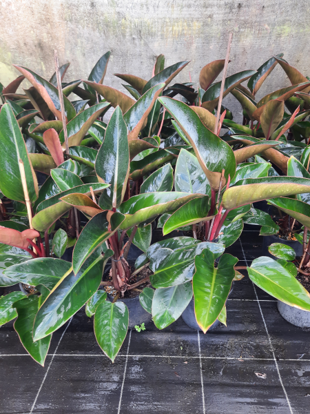 Philodendron Rojo Congo