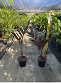 Redform  Palm | Areca Vestiaria