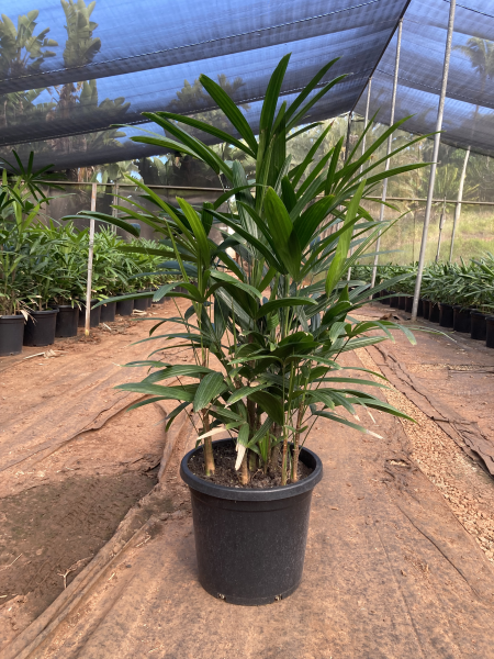 Rhapis Palm | Rhapis excelsa (Lady Palm)