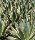 Agave 'Snow Glow'