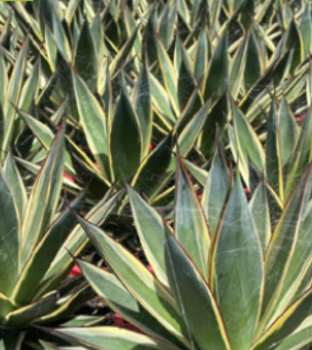 Agave 'Snow Glow'