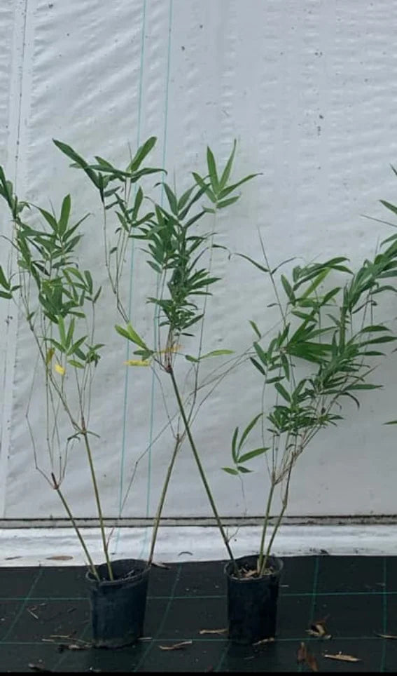 Slender Weavers Bamboo | Bambusa textilis ‘Gracilis’