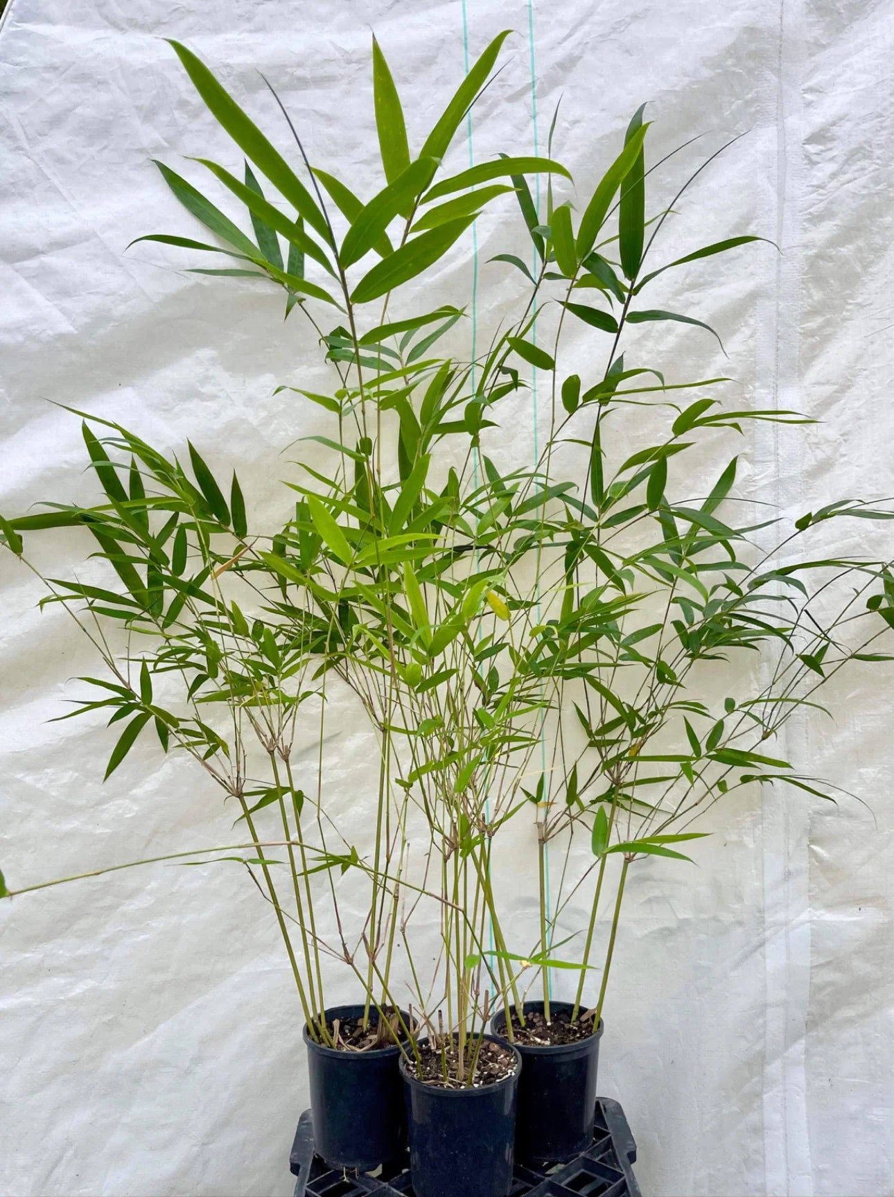 Slender Weavers Bamboo | Bambusa textilis ‘Gracilis’