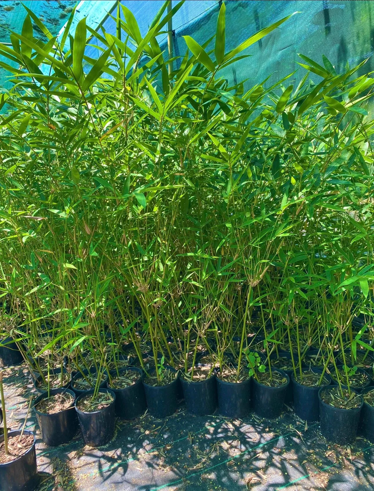 Slender Weavers Bamboo | Bambusa textilis ‘Gracilis’