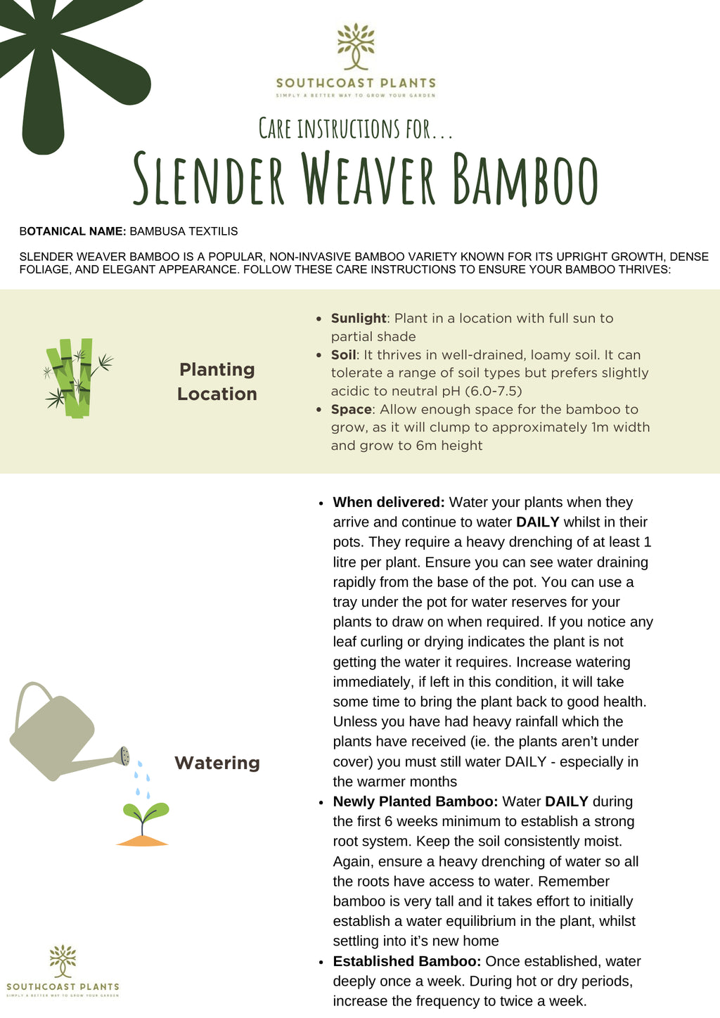 Slender Weavers Bamboo | Bambusa textilis ‘Gracilis’