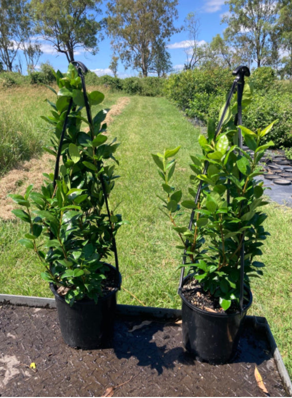 Star Jasmine | Trachelospermum Jasminoides
