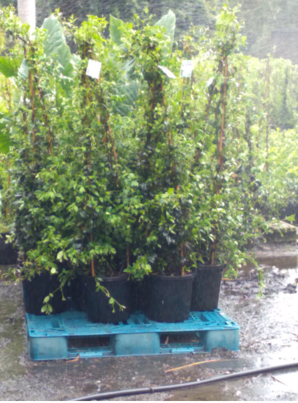 Star Jasmine | Trachelospermum Jasminoides