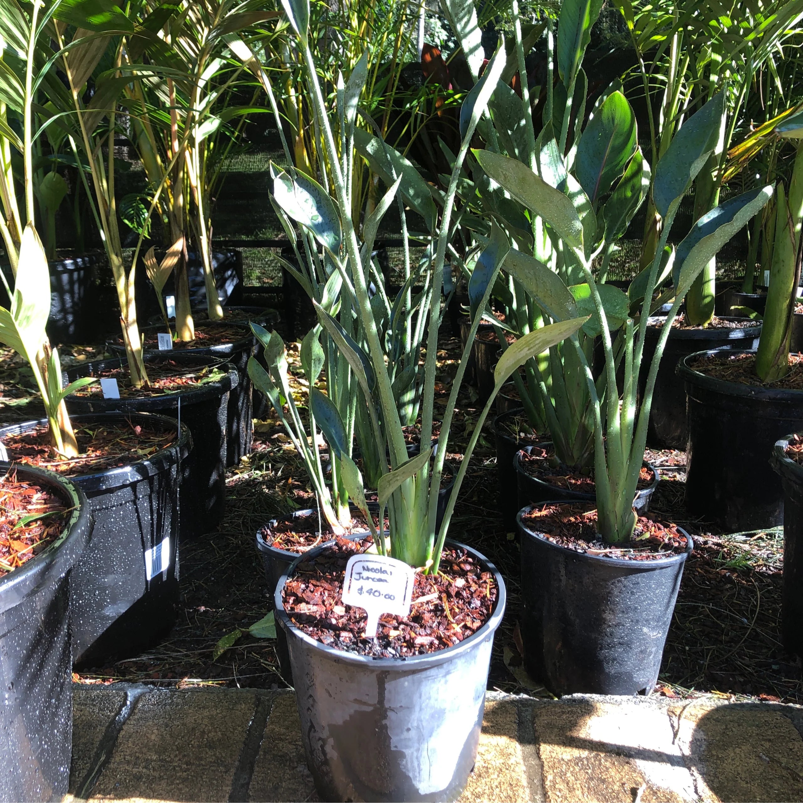 Strelitzia juncea | Narrow Leaf Bird of Paradise