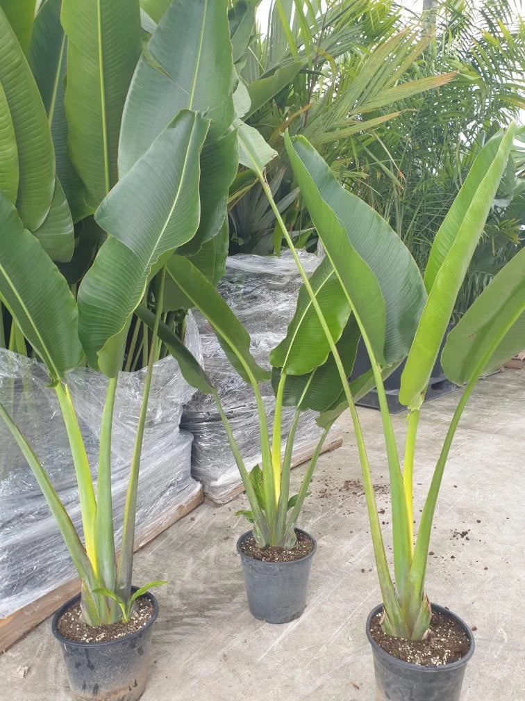 Traveller’s Palm | Ravenala madagascariensis